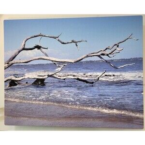 Big Talbot Island Boneyard Beach, FL Original Photo on White Metal 14" x 11"